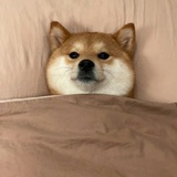 小巷里的鸭头