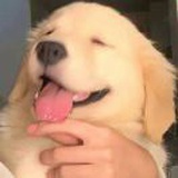 小狗今天不睡觉