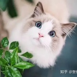 豆友271381760
