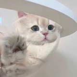 momomo