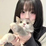 巷尾的橘猫