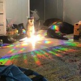 乌托邦下枪击犯