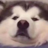 AAA番茄批发