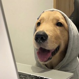 猫十一的大喜