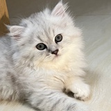 猫猫
