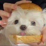苦瓜不好吃