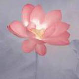一摊泥泥