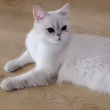 追剧者