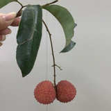 吗吗嘛嘛