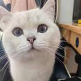 中二少女君酱
