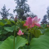 行云流水如是观