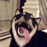 染子