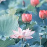 豆友XdpjQ6U4As