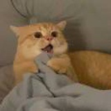 扣你鸡哇