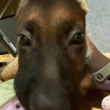 回音