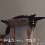 豆友（有猫版）