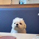 咩咩