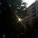 鹿桉
