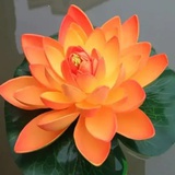 听话哈