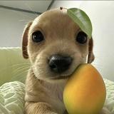 再芒也要掏 🐽