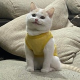 大仪叭狼