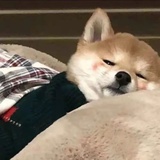 寿司小卷不太卷