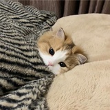 先生爱自由