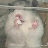 柯西不太聪明