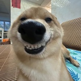 一翮shanyou