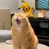 哈气猫