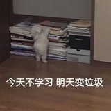 渊森