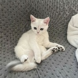 豆友275164653