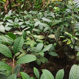 高原古茶网