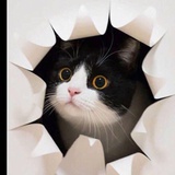 暴走的猫