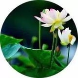 找绝版