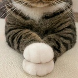一只小橘猫