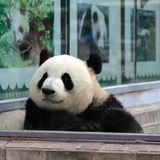 不爱动弹的树懒