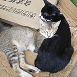 胡萝卜