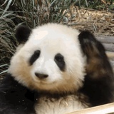 pingguoli