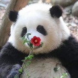 墨宝秋秋