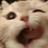 猫咪是异瞳