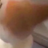 杜鹃花