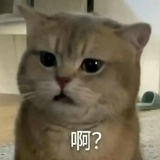 金炫廷不下来