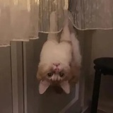 阿兹