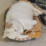 东莞张律