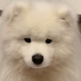 头盔小狗