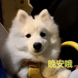 小熊之声