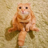todd