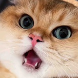 蔑视众生