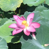 爱莲说